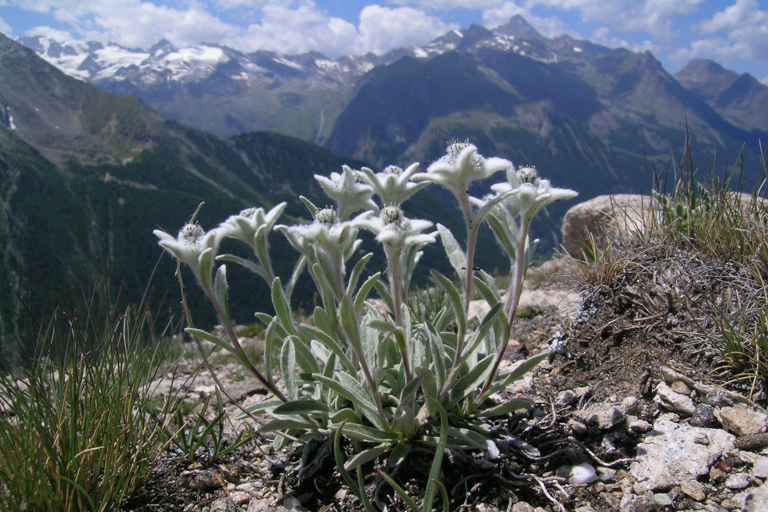 Galleria panoramica