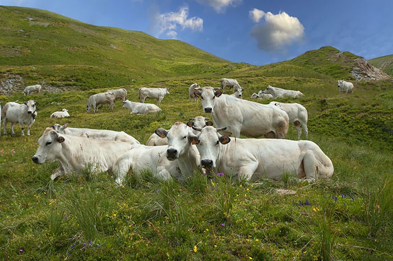 Galleria panoramica